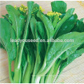 MCS03 LV disease resistant high quality choy sum seeds supplies